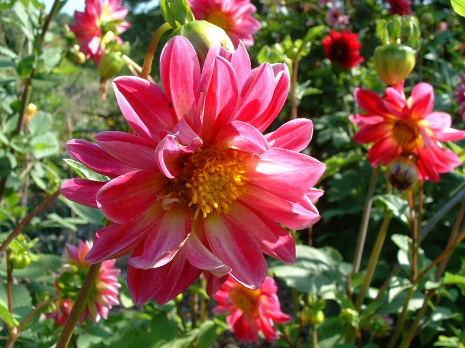 Dahlia Tubers - 1 lb - Seven Springs Farm Supply