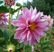 Dahlia Tubers - 1 lb - Seven Springs Farm Supply