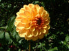 Dahlia Tubers - 1 lb - Seven Springs Farm Supply