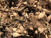 Dahlia Tubers - 1 lb - Seven Springs Farm Supply