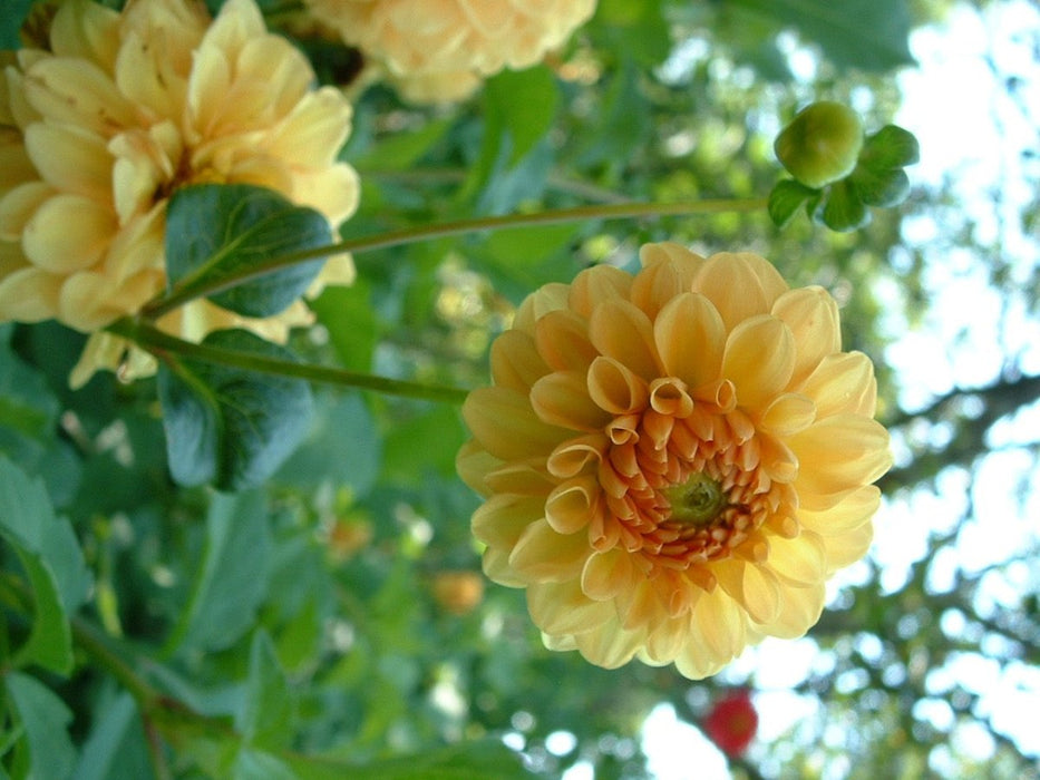 Dahlia Tubers - 1 lb - Seven Springs Farm Supply