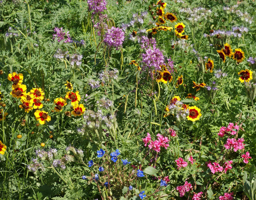 Honey Bee Flower Seed Mix - 1 oz Pkt.