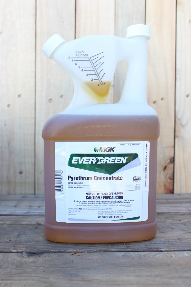 pyrethrum garden spray Evergreen Pyrethrum Concentrate, 1 Gal