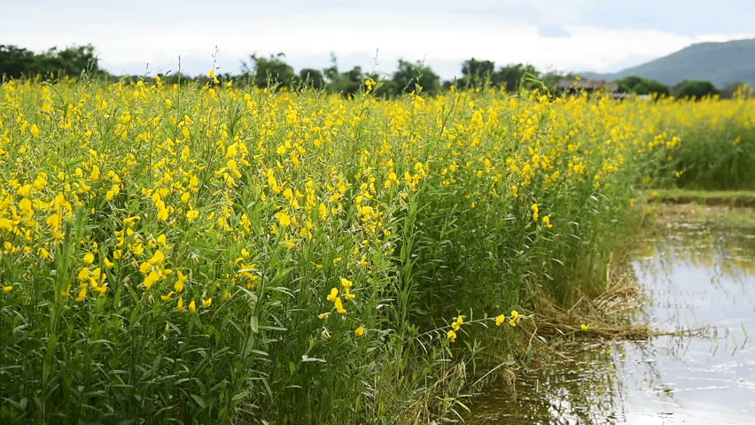 Sunn Hemp - Crotalaria Juncea VNS Cover Crop Seed - 50 lb Bag