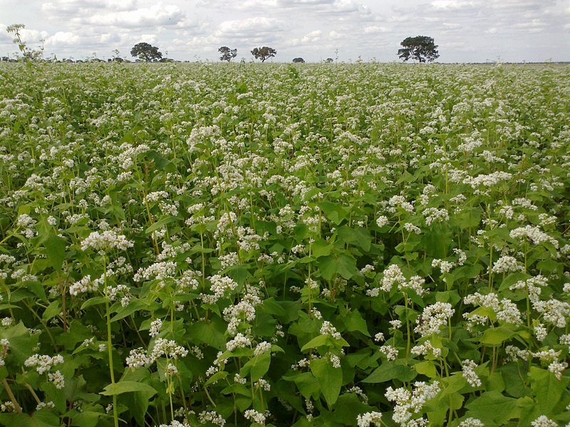 Buckwheat OG Cover Crop Seed - 50 lb Bag