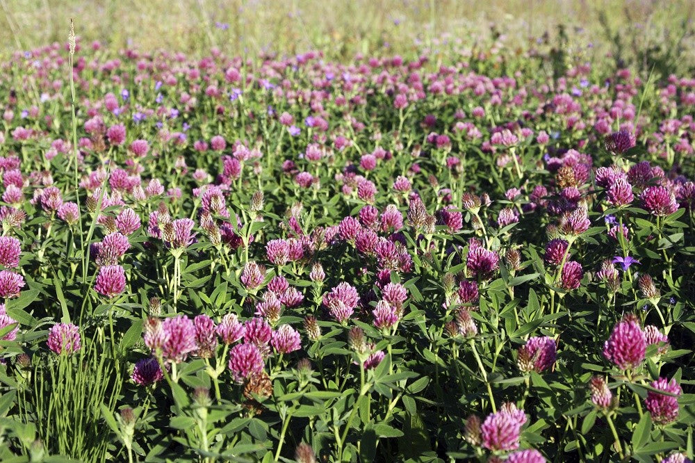 Clover - Medium Red OG Cover Crop Seed - 50 lb Bag