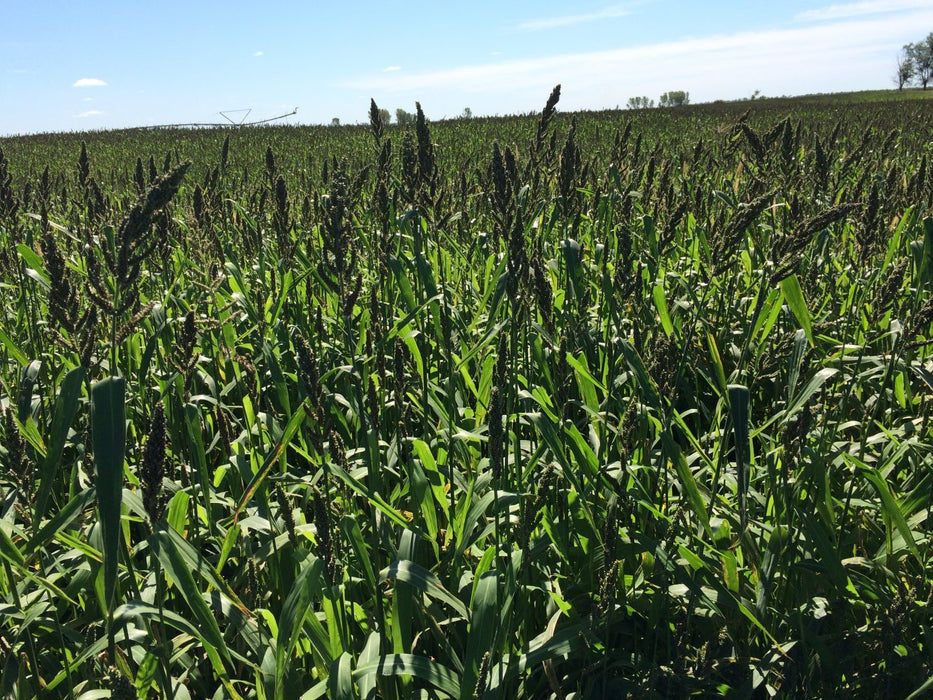 Japanese Millet NON OG Cover Crop Seed - 5 lb Bag
