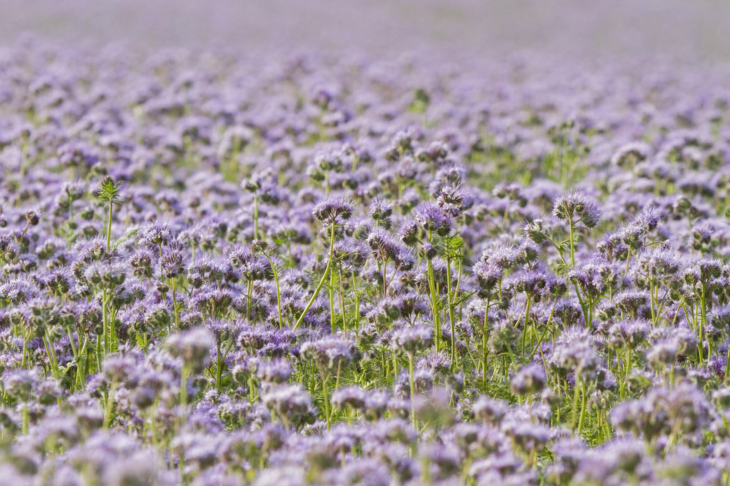 Phacelia Super Bee VNS Cover Crop Seed - 1 lb Bag