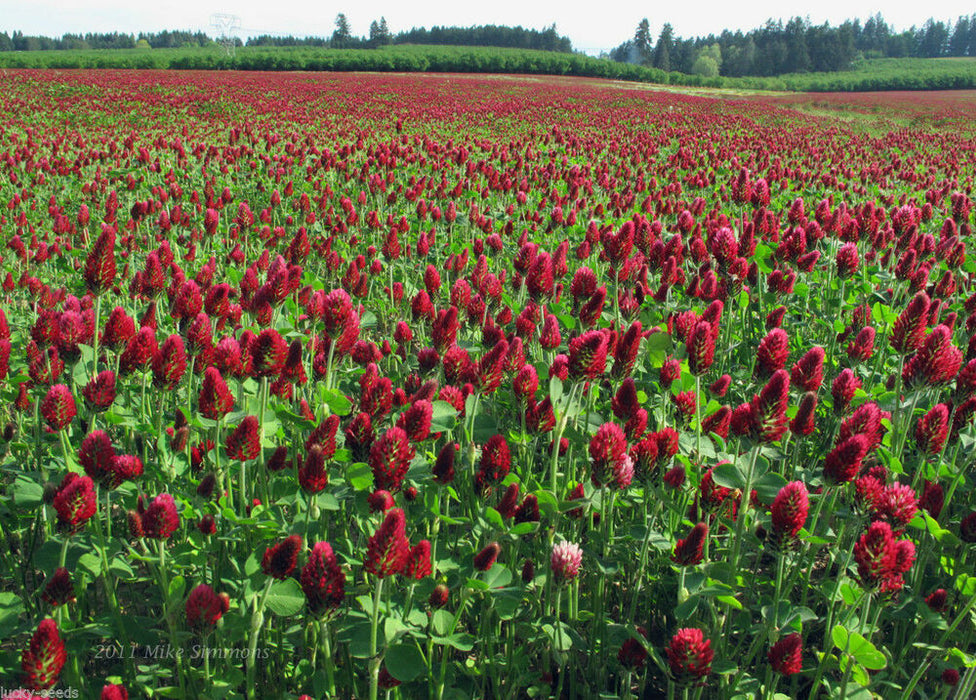 Clover - Crimson Cover Crop Seed - 5 lb Bag