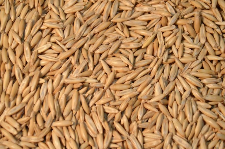 Spring Oats Cover Crop Seed - 5 lbs