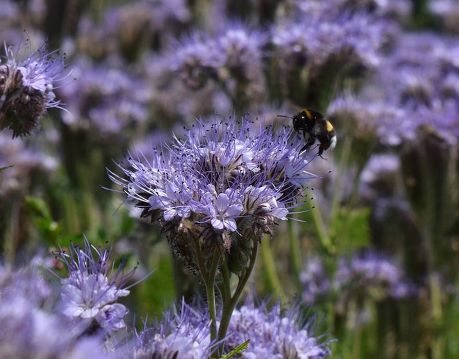 Phacelia Super Bee VNS Cover Crop Seed - 50 lb Bag