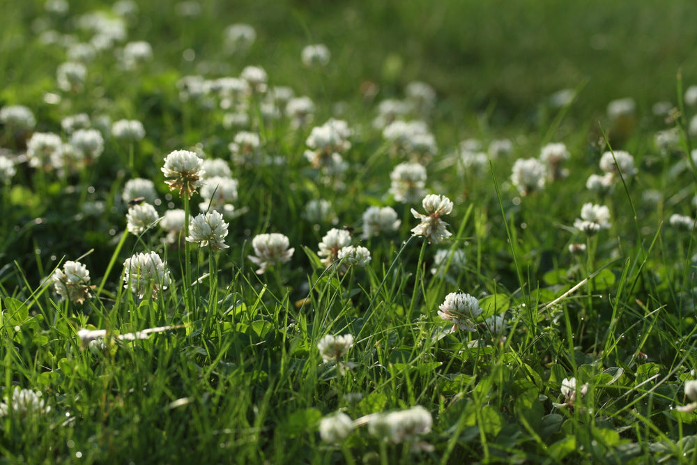 Clover - Dutch White NON OG Cover Crop Seed- 1 lb Bag