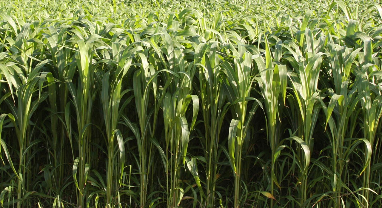Sorghum Sudangrass Hybrid Cover Crop Seed - Variety Varies - 5 lb Bag