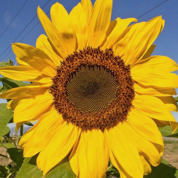 Sunflower Seed - Peredovik Black - 50 lb Bag