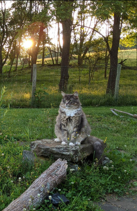 Cats - Biological Control Agents