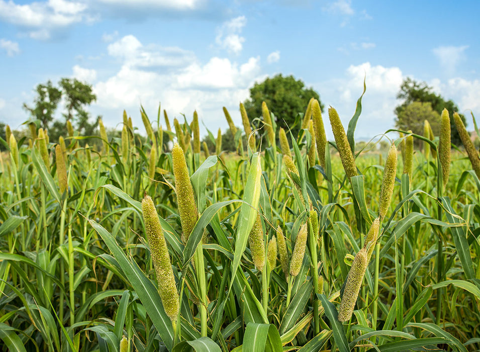 Pearl Millet NON OG Cover Crop Seed - 5 lb Bag