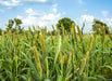 Pearl Millet NON OG Cover Crop Seed - 50 lb Bag - Seven Springs Farm Supply