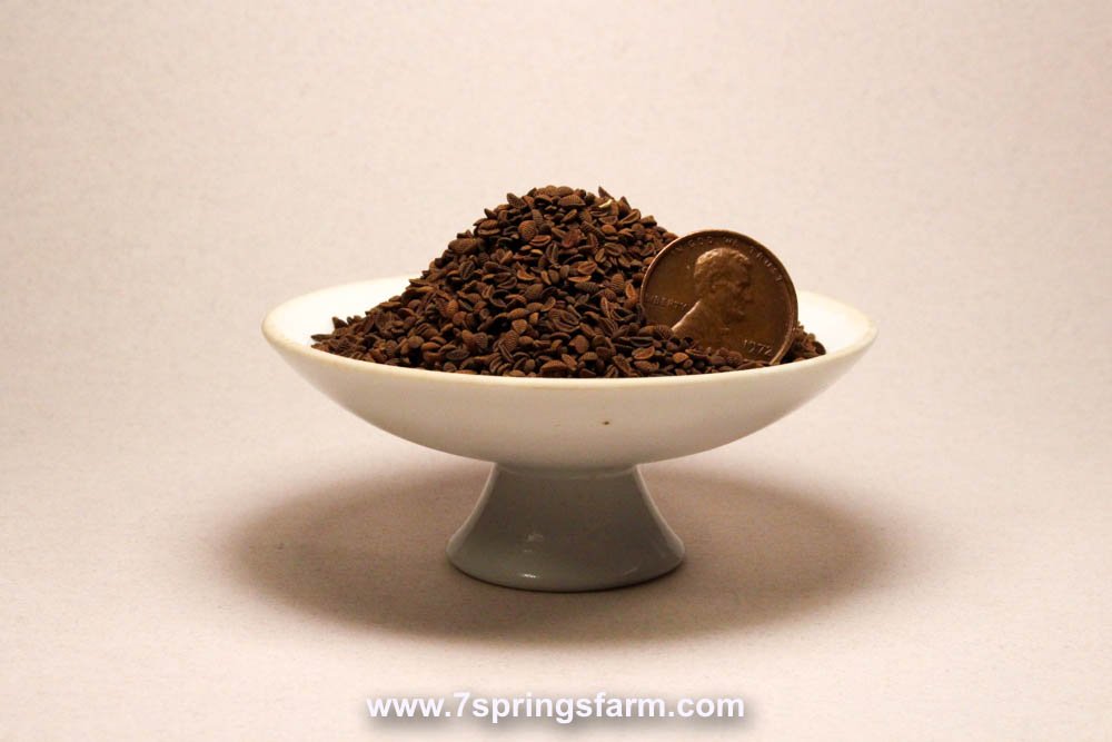 Phacelia Super Bee VNS Cover Crop Seed - 50 lb Bag - Seven Springs Farm Supply