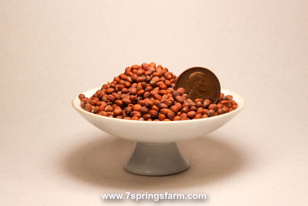 Radish - Daikon Non OG Cover Crop Seed - 50 lb Bag - Seven Springs Farm Supply