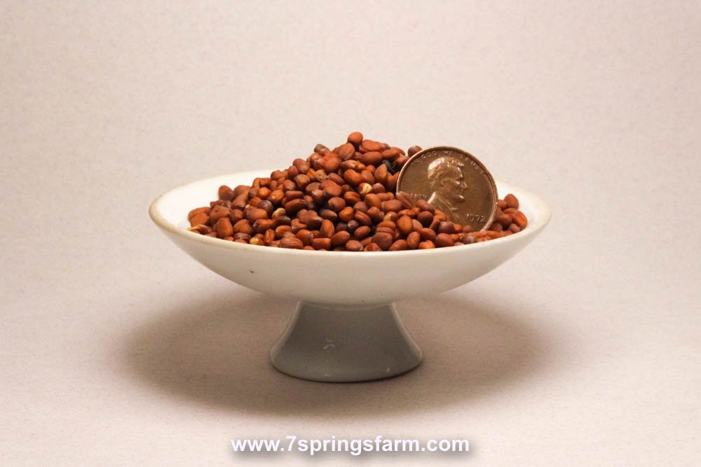 Radish - Deep Till OG Cover Crop Seed - 50 lb Bag - Seven Springs Farm Supply