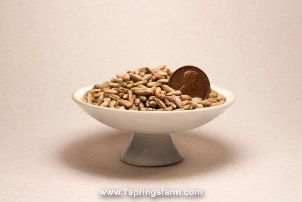 Winter Rye OG - VNS Cover Crop Seed - 50 lb Bag - Seven Springs Farm Supply