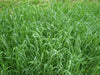 Winter Rye OG - VNS Cover Crop Seed - 50 lb Bag - Seven Springs Farm Supply