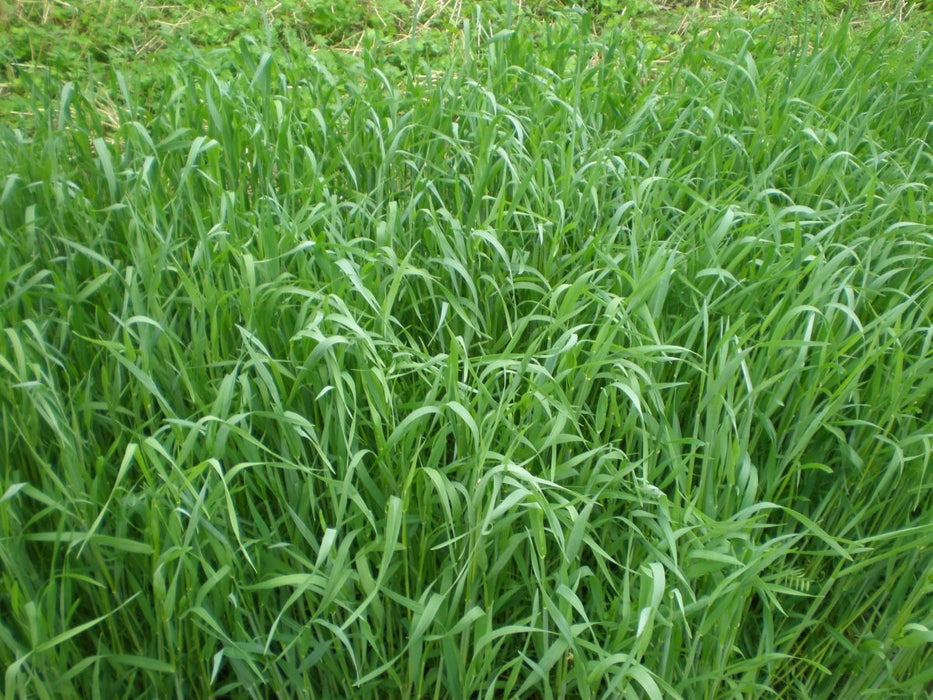 Winter Rye OG - VNS Cover Crop Seed - 50 lb Bag - Seven Springs Farm Supply