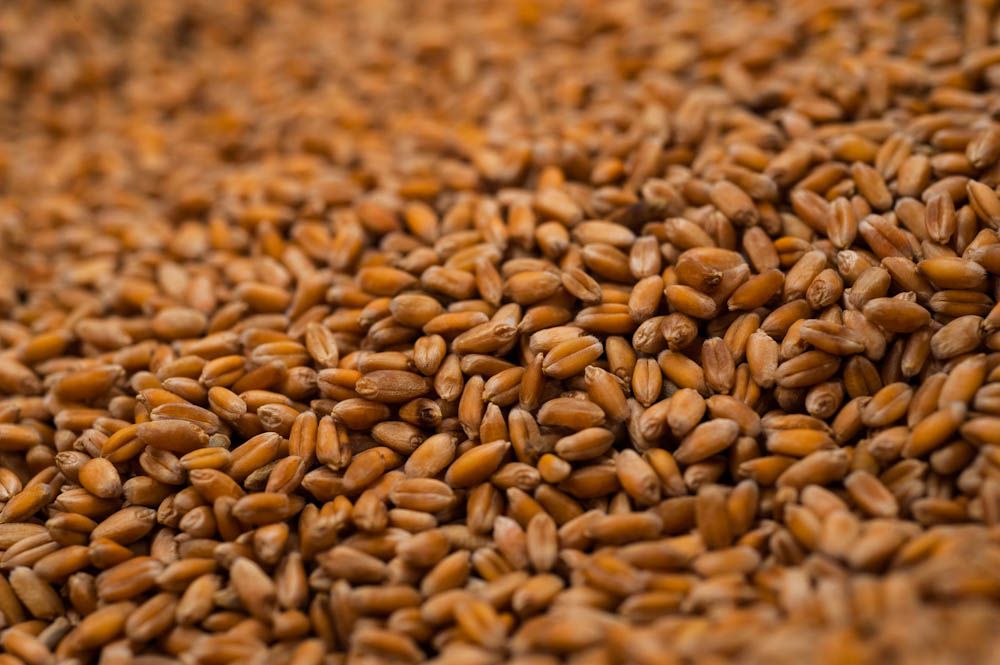hard red winter wheat seed for planting Winter Wheat OG - Red Hard Cover Crop Seed