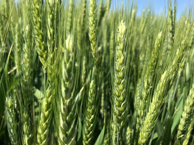 Winter Wheat OG - Red Hard Cover Crop Seed - 50 lb Bag - Seven Springs Farm Supply